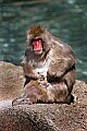 _MG_8521 japanese macaque.jpg
