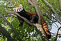 _MG_8545 red panda.jpg
