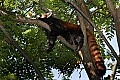 _MG_8558 sleeping red panda.jpg