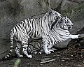 _MG_8577 male and female white tigers.jpg