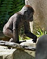 _MG_8629 baby gorilla.jpg