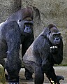 _MG_8660 silverback male and female western lowland gorillas.jpg