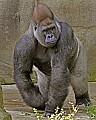 _MG_8666 male western lowland gorilla.jpg