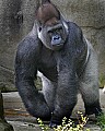 _MG_8666 silverback western lowland gorilla.jpg