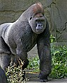 _MG_8667 silverback western lowland gorilla.jpg
