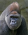 _MG_8668 silverback lowland gorilla.jpg