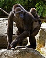 _MG_8680 mom and baby western lowland gorilla.jpg