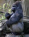_MG_8700 silverback western lowland gorilla.jpg