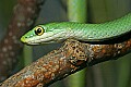 Cincinnati Zoo 041 rough green snake.jpg