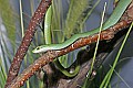 Cincinnati Zoo 043 rough green snake.jpg