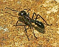Cincinnati Zoo 078 bullet ant.jpg