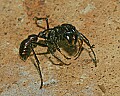 Cincinnati Zoo 080 bullet ant.jpg