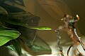 Cincinnati Zoo 139 asian tree snake.jpg