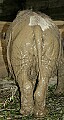 Cincinnati Zoo 179 sumatran rhino's mud butt.jpg