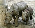 Cincinnati Zoo 182 sumatran rhinoceros and baby.jpg