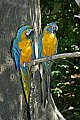 Cincinnati Zoo 222 blue and gold macaw and blue-throated macaw.jpg