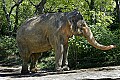 Cincinnati Zoo 226 indian elephant.jpg