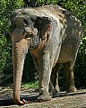 Cincinnati Zoo 228 indian elephant.jpg