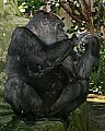 Cincinnati Zoo 273 western lowland gorilla.jpg
