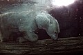 Cincinnati Zoo 288 polar bear swimming.jpg