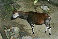 Cincinnati Zoo 298 Okapi.jpg
