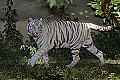 Cincinnati Zoo 337 white tiger.jpg