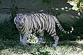 Cincinnati Zoo 338 white tiger.jpg
