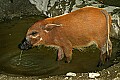 Cincinnati Zoo 385 young red river hog.jpg