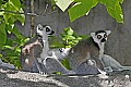 Cincinnati Zoo 409 ring-tailed lemurs.jpg