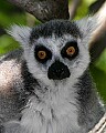 Cincinnati Zoo 411 ring-tailed lemur.jpg
