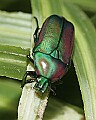Cincinnati Zoo 436 emerald beetle.jpg