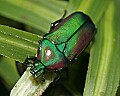 Cincinnati Zoo 438 emerald beetle.jpg
