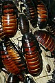 Cincinnati Zoo 443 hissing cockroach.jpg