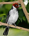 Cincinnati Zoo 443 red-capped cardinal.jpg
