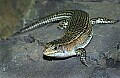 Cincinnati Zoo 455 sudan plated lizard.jpg