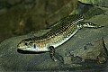 Cincinnati Zoo 462 sudan plated lizard.jpg