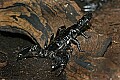 Cincinnati Zoo 463 emperor scorpion.jpg