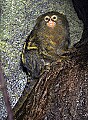 Cincinnati Zoo 494 pygmy marmoset.jpg