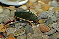 Cincinnati Zoo 504 giant predaceous diving beetle.jpg