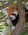 Cincinnati Zoo 553 red panda.jpg