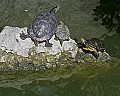 Cincinnati Zoo 560 turtles.jpg