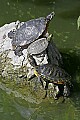 Cincinnati Zoo 563 turtles on rock.jpg