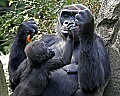Cincinnati Zoo 569 baby western lowland gorilla begs mom for food.jpg