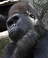 Cincinnati Zoo 575 silverback western lowland gorilla.jpg