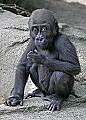 Cincinnati Zoo 620 baby gorilla.jpg