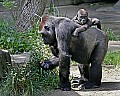 Cincinnati Zoo 660 baby western lowland gorilla rides on mom's back.jpg
