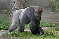 Cincinnati Zoo 730 silverback lowland gorilla.jpg