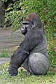 Cincinnati Zoo 732 silverback western lowland gorilla.jpg