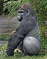 Cincinnati Zoo 734 silverback lowland gorilla.jpg