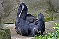 Cincinnati Zoo 741 sleeping mother and baby western lowland gorillas.jpg